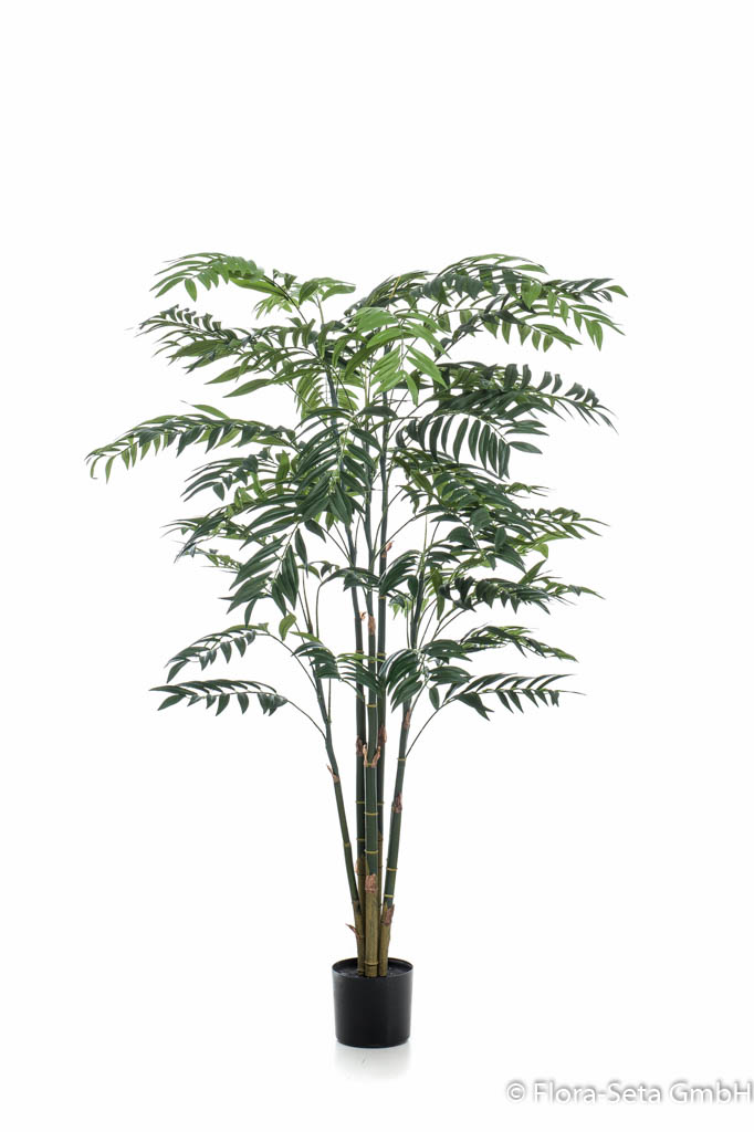 Bambus Palme im schwarzem Kunststofftopf, Höhe ca. 195 cm 