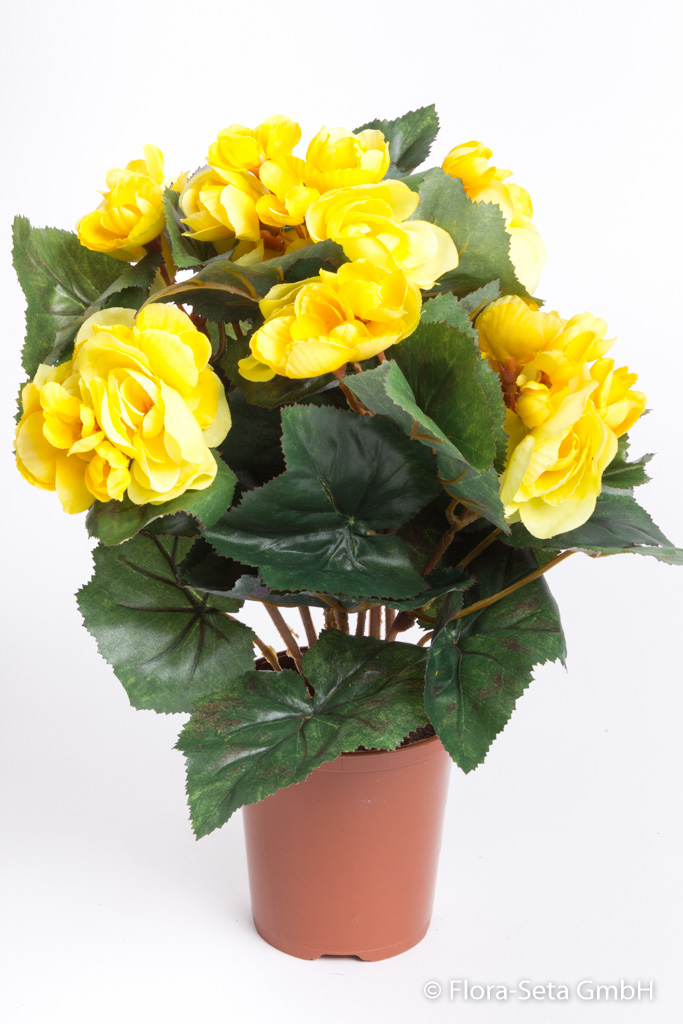 Begonienbusch mit 9 Stielen und 42 Blüten/Knospen im Kunststofftopf Farbe:gelb