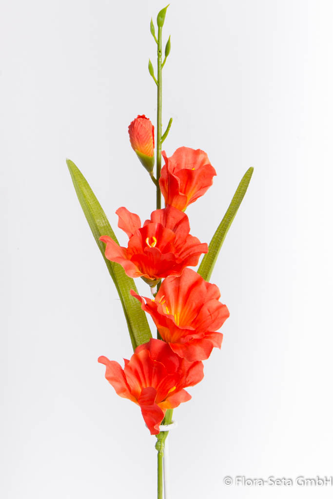 Gladiole mit 2 Blättern, Farbe: orange