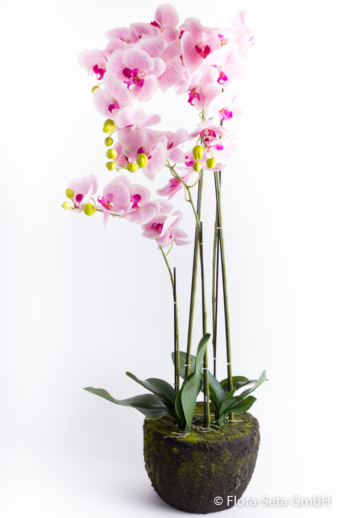 Orchidee auf künstlichem Erdballen mit 5 Stielen "real touch" Farbe: creme-pink