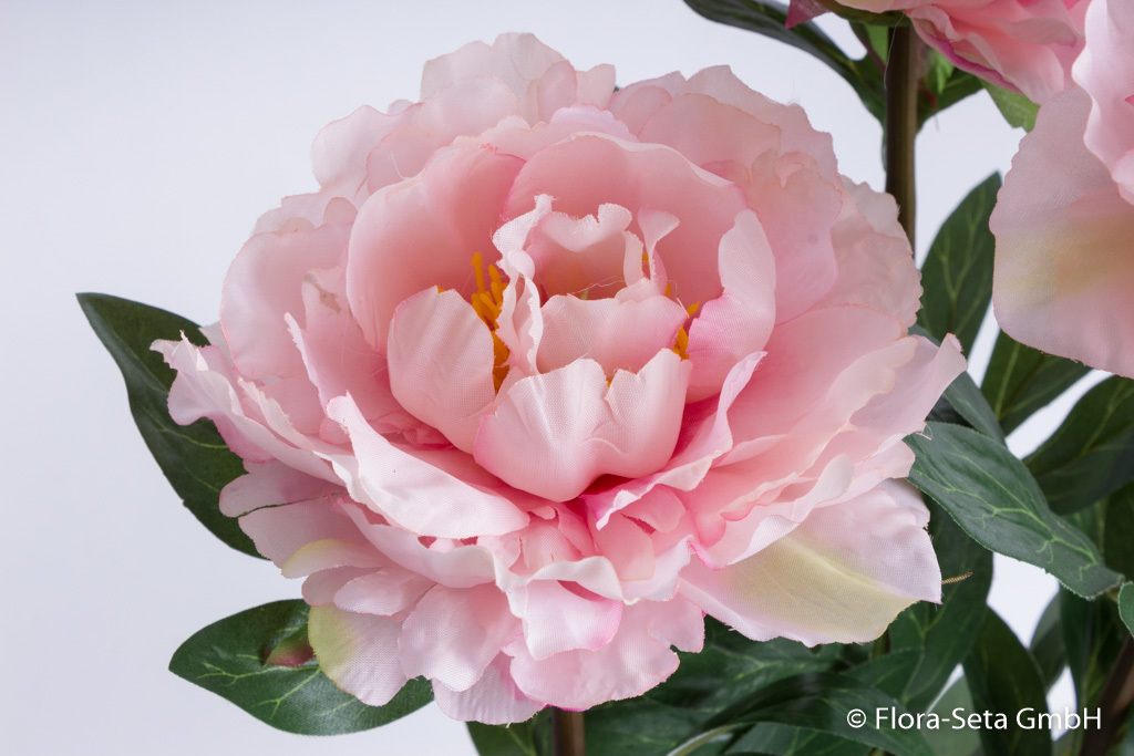 Pfingstrosenstock Vivaldi mit 3 Blüten und einer Knospe im schwarzen Kuststofftopf Farbe: rosa