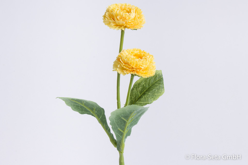 Bellis mit 2 Blüten und 3 Blättern Farbe: gelb