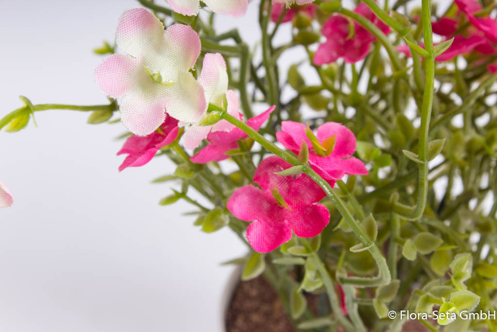 Waxflowerbusch im weißen Kunststofftopf Farbe: pink-creme