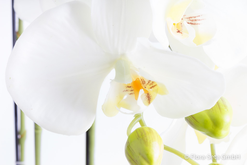 Orchidee Paris auf künstlichem Erdballen mit 3 Stielen "real touch" Farbe: creme-weiß