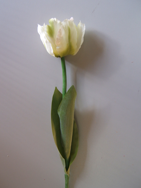 Tulpe Alkmaar (1Einheit=6Stück) Farbe:weiss-creme-grün