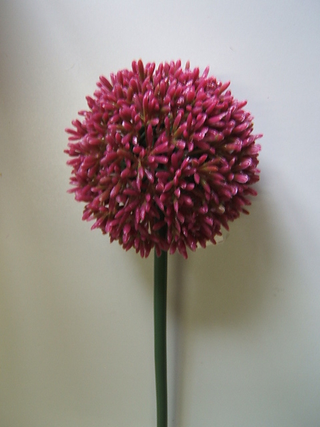 Allium Farbe:burgund