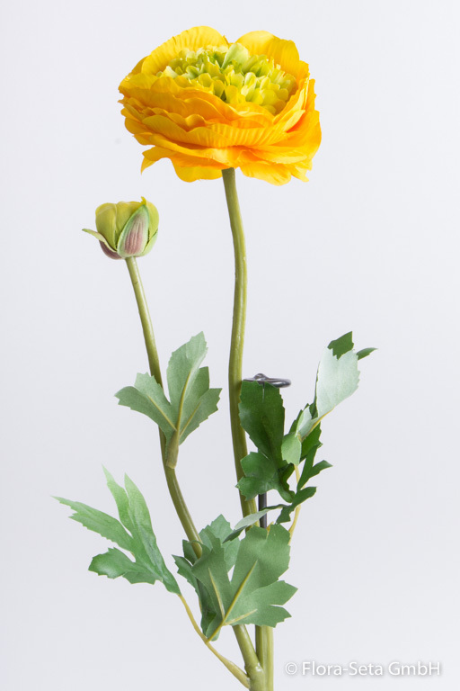 Ranunkel mit 1 Blüte, 1 Knospe und 7 Blättern Farbe:gelb mit hellgrüner Mitte