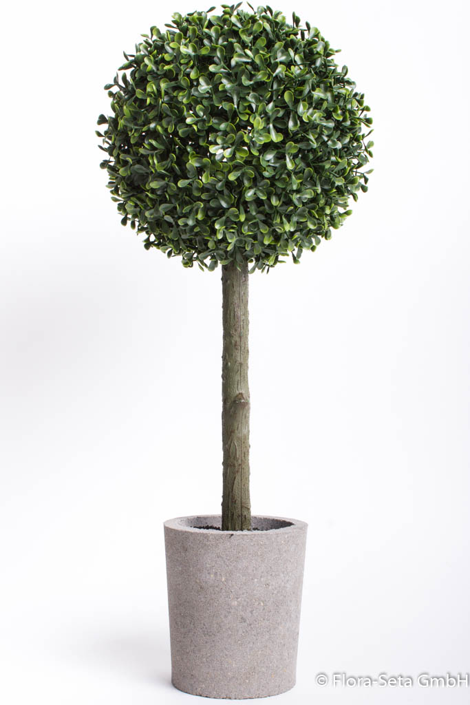Buchskugelbaum im grauen Zementtopf, Höhe ca. 60 cm, UV-improved