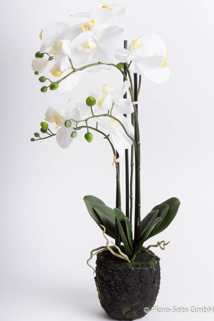 Orchidee auf künstlichem Erdballen mit 3 Stielen "real touch" Farbe: creme-weiß