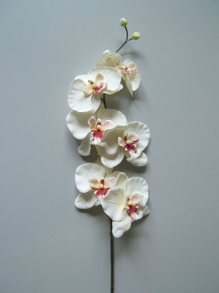 Orchidee mit 6 Blüten und 3 Knospen Farbe: weiß-creme mit bordeauxfarbener Mitte