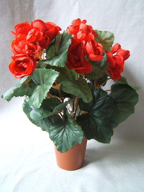 Begonienbusch mit 9 Stielen und 42 Blüten/Knospen im Kunststofftopf Farbe:rot