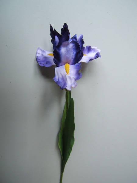 Iris mit 2 Blättern Farbe:purple