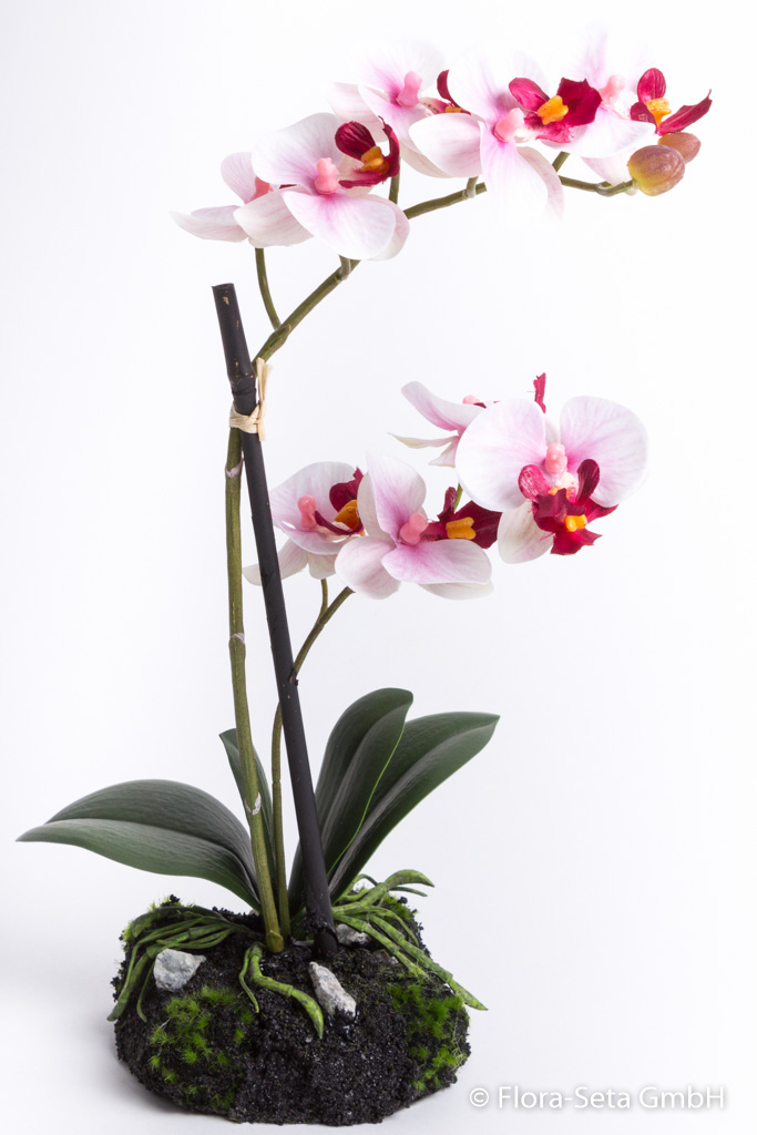Orchidee Phalaenopsis mit 9 Blüten auf künstlichem Erdballen Farbe: pink-creme