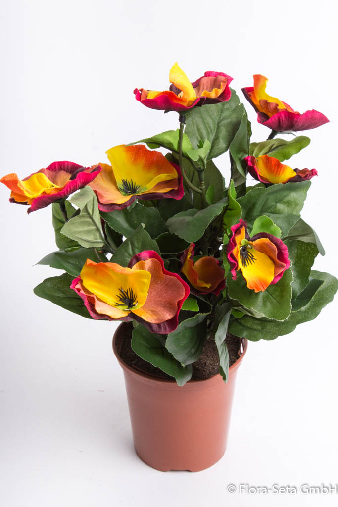 Stiefmütterchenbusch mit verschiedengroßen Blüten im braunen Kunststofftopftopf Farbe: gelb-orange-r
