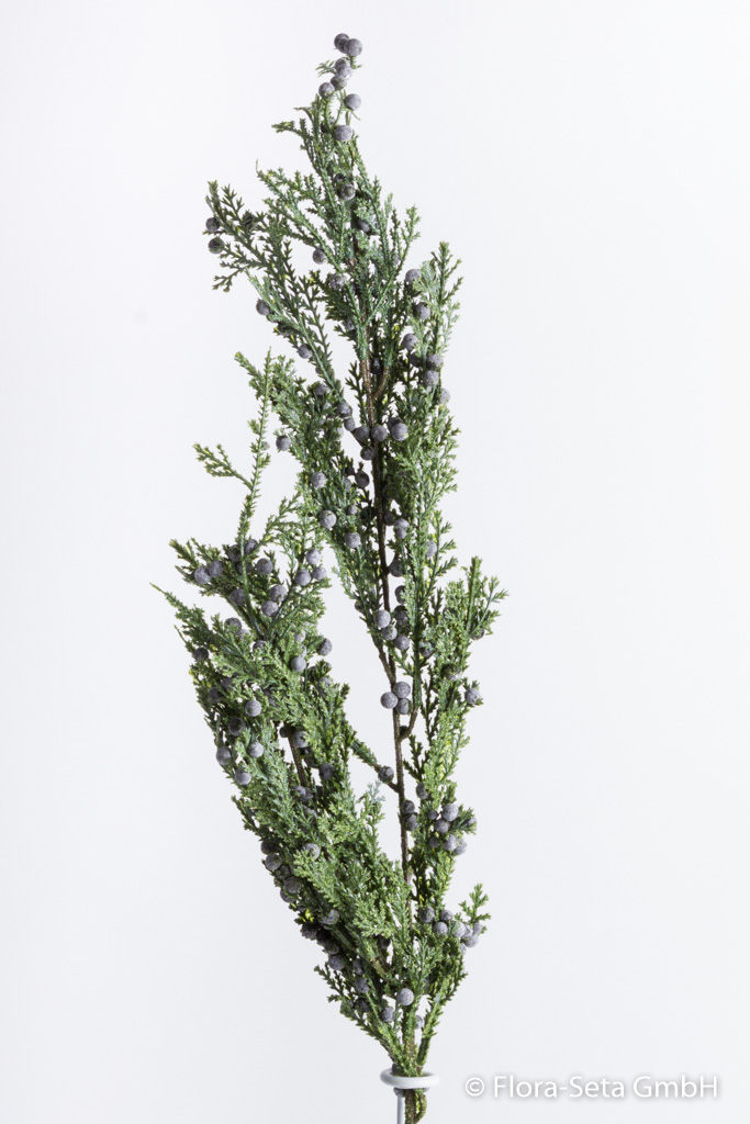 Juniperuszweig mit Beeren