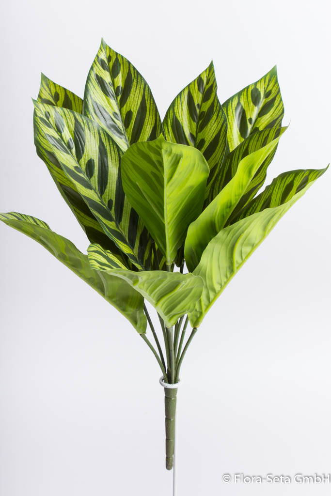 Aglaonema Pflanze mit 11 Blättern, Farbe: grün-creme