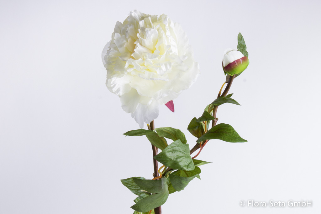 Pfingstrose mit 1 großen Blüte, 1 Knospe und 12 Blättern Farbe: weiß-creme