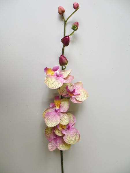 Orchidee mit 5 Blüten und 5 Knospen