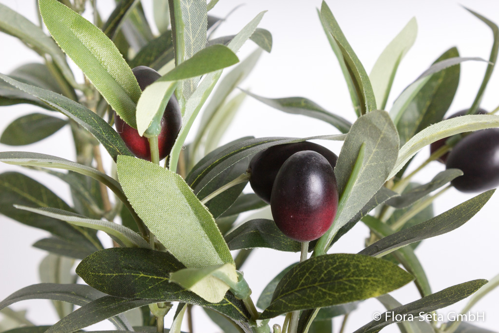 kleiner Olivenbaum im schwarzen Kunststofftopf