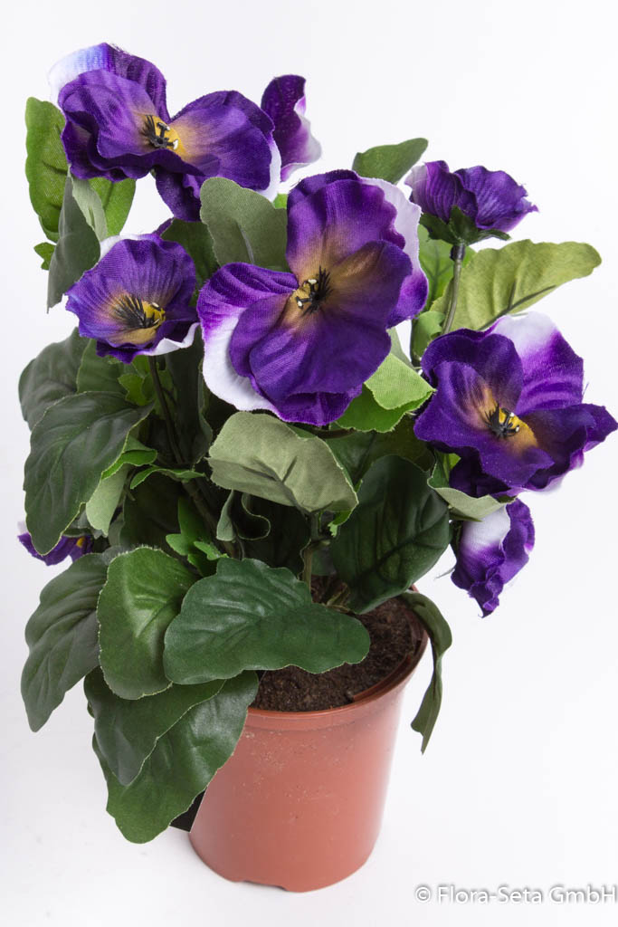 Stiefmütterchenbusch mit verschiedengroßen Blüten im braunen Kunststofftopftopf Farbe: lila