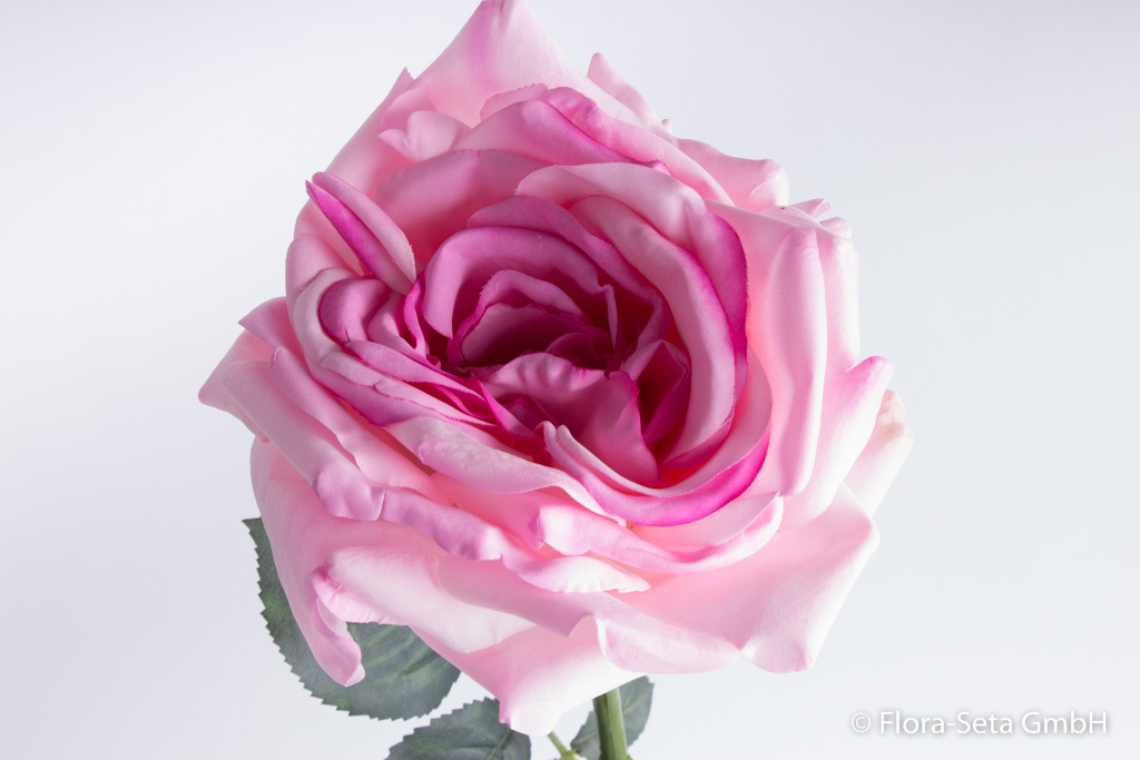 Rose Cannas mit 15 Blättern Farbe:dunkelpink-hellpink