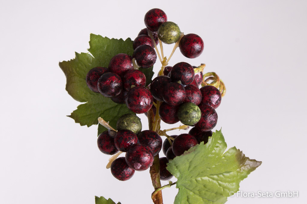 Weinlaubzweig mit 3 Traubendolden