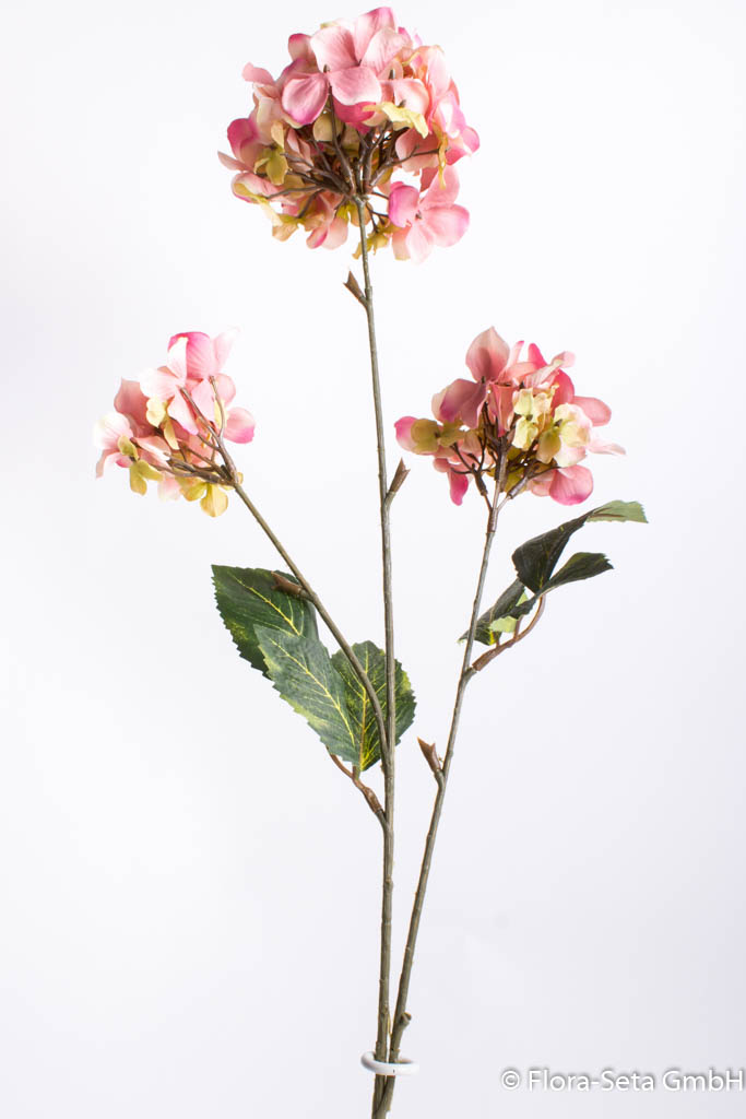 Hortensienzweig mit 3 Blütenköpfen Farbe: rosa