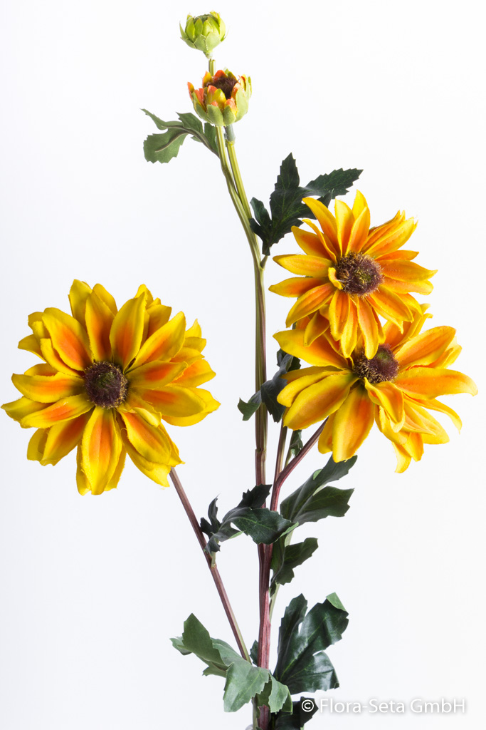 Rudbeckia (Sonnenhut) mit 3 Blüten und 2 Knospen Farbe: gelb-orange